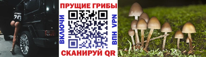 Галлюциногенные грибы Psilocybe  Купить закладки  Канск 
